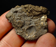 Load image into Gallery viewer, Full pyrite multi-ammonite &amp; bivalve fossil (42 mm) Crucilobiceras
