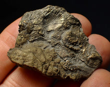 Load image into Gallery viewer, Full pyrite multi-ammonite &amp; bivalve fossil (42 mm) Crucilobiceras
