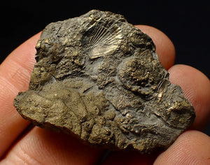 Full pyrite multi-ammonite & bivalve fossil (42 mm) Crucilobiceras