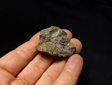 Load image into Gallery viewer, Full pyrite multi-ammonite &amp; bivalve fossil (42 mm) Crucilobiceras
