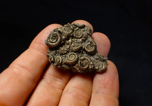 Load image into Gallery viewer, Stunning, full pyrite multi-ammonite fossil (42 mm) Crucilobiceras
