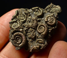 Load image into Gallery viewer, Stunning, full pyrite multi-ammonite fossil (42 mm) Crucilobiceras
