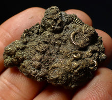 Load image into Gallery viewer, Stunning, full pyrite multi-ammonite fossil (42 mm) Crucilobiceras
