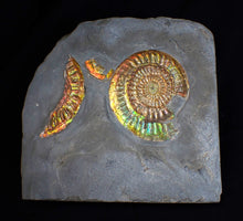 Load image into Gallery viewer, Rare large rainbow iridescent multi-Caloceras display ammonite fossil
