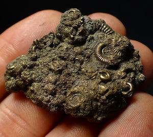 Stunning, full pyrite multi-ammonite fossil (42 mm) Crucilobiceras