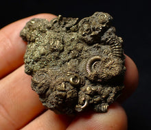 Load image into Gallery viewer, Stunning, full pyrite multi-ammonite fossil (42 mm) Crucilobiceras
