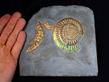 Load image into Gallery viewer, Rare large rainbow iridescent multi-Caloceras display ammonite fossil
