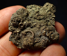 Load image into Gallery viewer, Stunning, full pyrite multi-ammonite fossil (42 mm) Crucilobiceras
