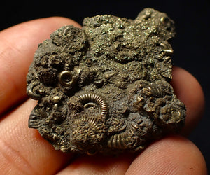 Stunning, full pyrite multi-ammonite fossil (42 mm) Crucilobiceras