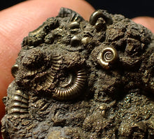 Load image into Gallery viewer, Stunning, full pyrite multi-ammonite fossil (42 mm) Crucilobiceras
