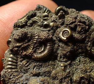 Stunning, full pyrite multi-ammonite fossil (42 mm) Crucilobiceras