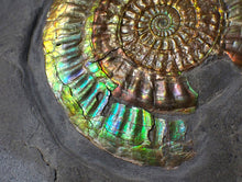 Load image into Gallery viewer, Rare large rainbow iridescent multi-Caloceras display ammonite fossil
