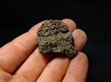 Load image into Gallery viewer, Stunning, full pyrite multi-ammonite fossil (42 mm) Crucilobiceras
