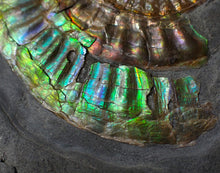 Load image into Gallery viewer, Rare large rainbow iridescent multi-Caloceras display ammonite fossil
