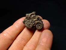 Load image into Gallery viewer, Stunning, full pyrite multi-ammonite fossil (35 mm) Crucilobiceras
