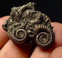 Load image into Gallery viewer, Stunning, full pyrite multi-ammonite fossil (35 mm) Crucilobiceras
