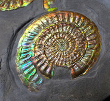 Load image into Gallery viewer, Rare large rainbow iridescent multi-Caloceras display ammonite fossil
