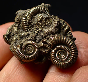 Stunning, full pyrite multi-ammonite fossil (35 mm) Crucilobiceras