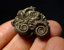 Load image into Gallery viewer, Stunning, full pyrite multi-ammonite fossil (35 mm) Crucilobiceras
