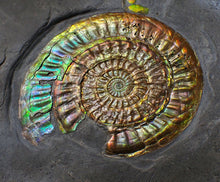 Load image into Gallery viewer, Rare large rainbow iridescent multi-Caloceras display ammonite fossil
