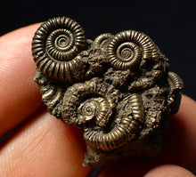Load image into Gallery viewer, Stunning, full pyrite multi-ammonite fossil (35 mm) Crucilobiceras
