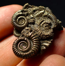 Load image into Gallery viewer, Stunning, full pyrite multi-ammonite fossil (35 mm) Crucilobiceras
