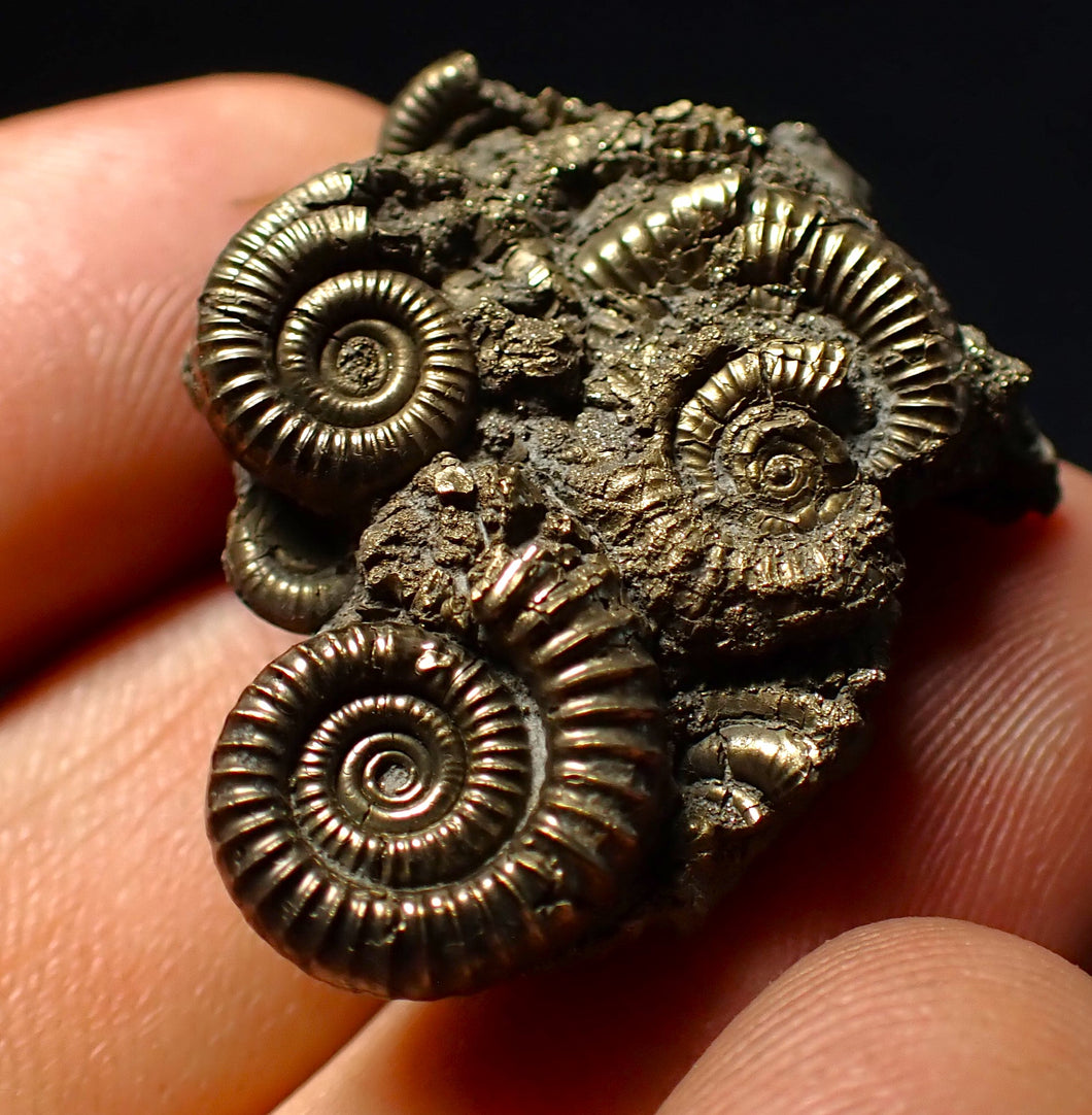 Stunning, full pyrite multi-ammonite fossil (35 mm) Crucilobiceras