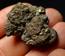 Load image into Gallery viewer, Stunning, full pyrite multi-ammonite fossil (35 mm) Crucilobiceras
