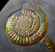 Load image into Gallery viewer, Rare large rainbow iridescent multi-Caloceras display ammonite fossil
