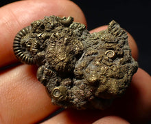 Load image into Gallery viewer, Stunning, full pyrite multi-ammonite fossil (35 mm) Crucilobiceras
