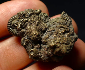 Stunning, full pyrite multi-ammonite fossil (35 mm) Crucilobiceras