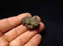 Load image into Gallery viewer, Stunning, full pyrite multi-ammonite fossil (35 mm) Crucilobiceras
