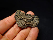 Load image into Gallery viewer, Large Crucilobiceras pyrite ammonite fossil (53 mm)

