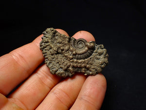 Large Crucilobiceras pyrite ammonite fossil (53 mm)