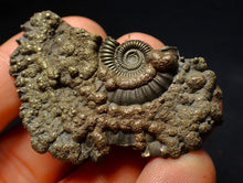 Load image into Gallery viewer, Large Crucilobiceras pyrite ammonite fossil (53 mm)
