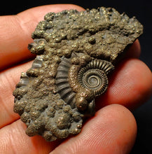 Load image into Gallery viewer, Large Crucilobiceras pyrite ammonite fossil (53 mm)
