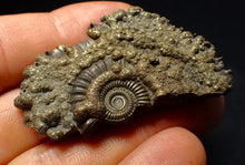 Load image into Gallery viewer, Large Crucilobiceras pyrite ammonite fossil (53 mm)
