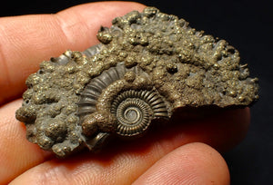 Large Crucilobiceras pyrite ammonite fossil (53 mm)
