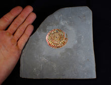 Load image into Gallery viewer, Red iridescent Caloceras display ammonite fossil 49mm
