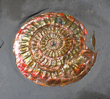 Load image into Gallery viewer, Red iridescent Caloceras display ammonite fossil 49mm
