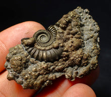 Load image into Gallery viewer, Large Crucilobiceras pyrite ammonite fossil (53 mm)
