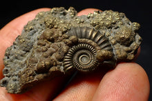Load image into Gallery viewer, Large Crucilobiceras pyrite ammonite fossil (53 mm)
