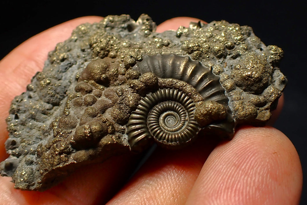 Large Crucilobiceras pyrite ammonite fossil (53 mm)