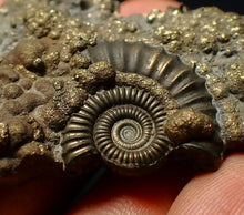 Load image into Gallery viewer, Large Crucilobiceras pyrite ammonite fossil (53 mm)

