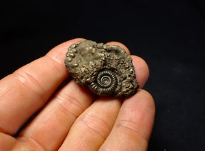 Crucilobiceras pyrite ammonite fossil (40 mm)