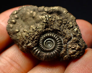 Crucilobiceras pyrite ammonite fossil (40 mm)