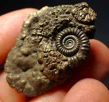 Load image into Gallery viewer, Crucilobiceras pyrite ammonite fossil (40 mm)

