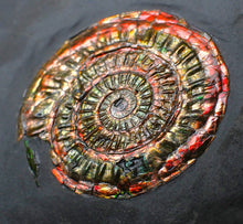 Load image into Gallery viewer, Red iridescent Caloceras display ammonite fossil 49mm
