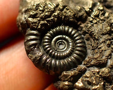 Load image into Gallery viewer, Crucilobiceras pyrite ammonite fossil (40 mm)
