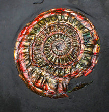 Load image into Gallery viewer, Red iridescent Caloceras display ammonite fossil 49mm
